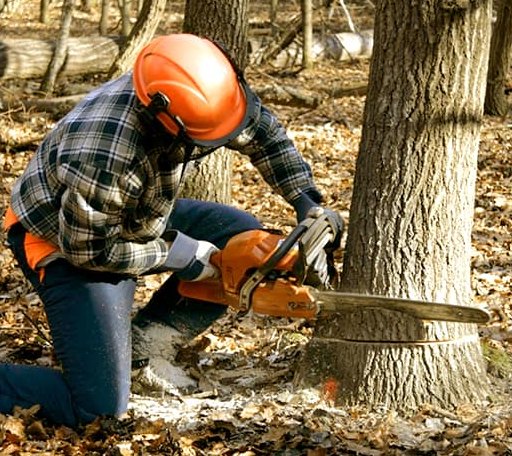 Tree Removal in Dundee, NY